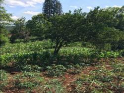 #96 - Terreno para Venda em Morro Reuter - RS - 3