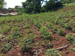 Terreno para Venda em Morro Reuter - 5