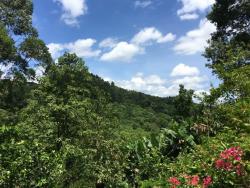 Chácara para Venda em Morro Reuter - 5