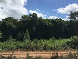 #115 - Chácara para Venda em Morro Reuter - RS - 2