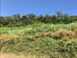 #118 - Chácara para Venda em Morro Reuter - RS - 3