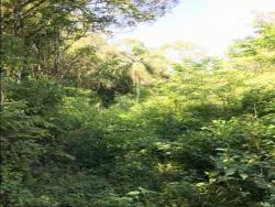 Chácara para Venda em Santa Maria do Herval - 5