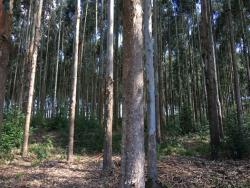 Chácara para Venda em Gramado - 5