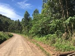 #217 - Chácara para Venda em Morro Reuter - RS - 2