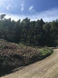 #217 - Chácara para Venda em Morro Reuter - RS - 1