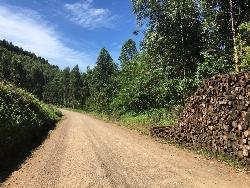 #217 - Chácara para Venda em Morro Reuter - RS - 3