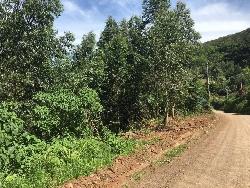 Chácara para Venda em Morro Reuter - 3