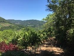 Chácara para Venda em Morro Reuter - 5