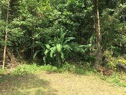 Área para Venda em Morro Reuter - 2