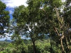 Área para Venda em Morro Reuter - 4