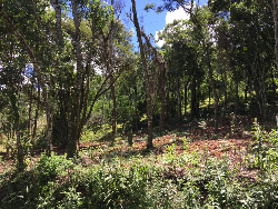 #234 - Área para Venda em Morro Reuter - RS