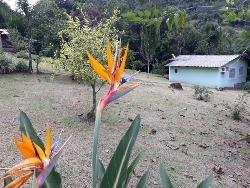 #226 - Chácara para Venda em Morro Reuter - RS - 1