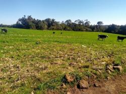Chácara para Venda em Santa Maria do Herval - 4