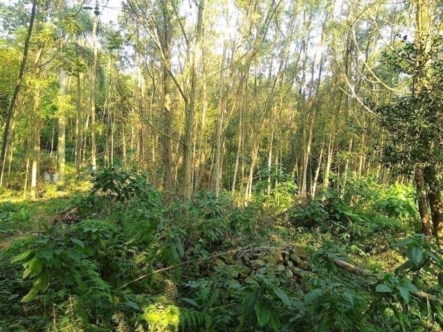 Chácara para Venda em Morro Reuter - 5