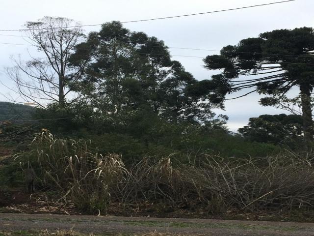 #335 - Terreno para Venda em Santa Maria do Herval - RS - 3