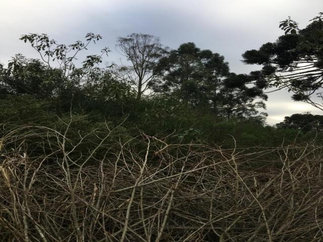 Terreno para Venda em Santa Maria do Herval - 5