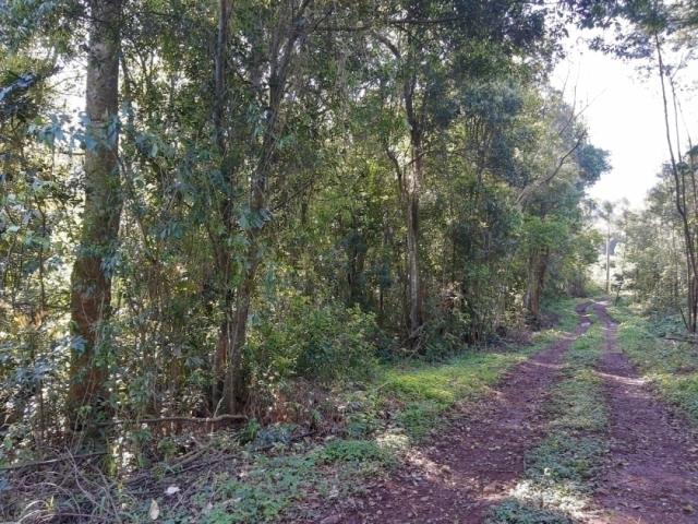 Chácara para Venda em Morro Reuter - 5