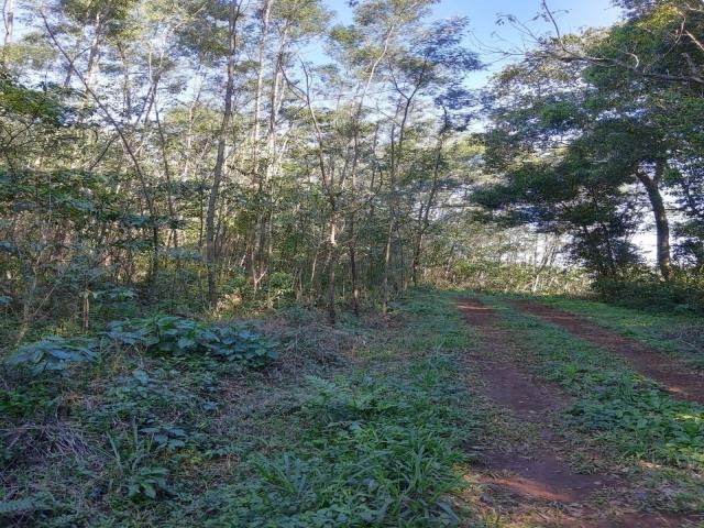 Chácara para Venda em Morro Reuter - 4
