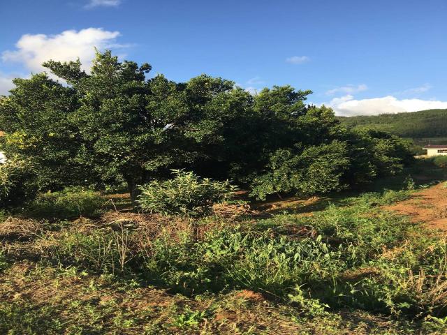Área para Venda em Santa Maria do Herval - 4