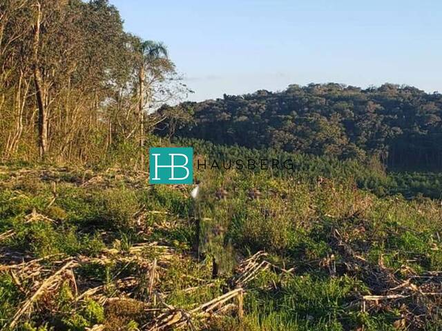 #653 - Chácara para Venda em Santa Maria do Herval - RS - 2