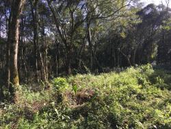 Chácara para Venda em Morro Reuter - 4
