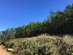 #199 - Chácara para Venda em Morro Reuter - RS - 1