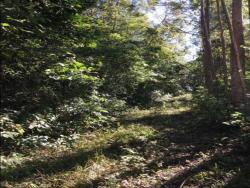 #199 - Chácara para Venda em Morro Reuter - RS - 2