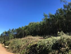 Chácara para Venda em Morro Reuter - 4