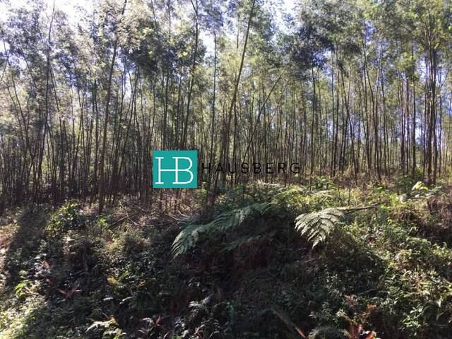#206 - Chácara para Venda em Morro Reuter - RS - 3