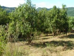 #50 - Terreno para Venda em Morro Reuter - RS - 2