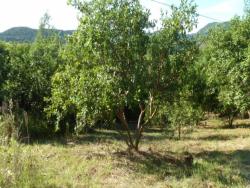 #50 - Área para Venda em Morro Reuter - RS