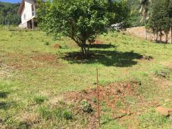Terreno para Venda em Morro Reuter - 4