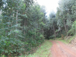 #78 - Área para Venda em Morro Reuter - RS - 1