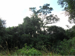#78 - Área para Venda em Morro Reuter - RS - 2