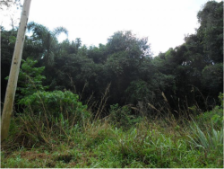 #78 - Área para Venda em Morro Reuter - RS - 3